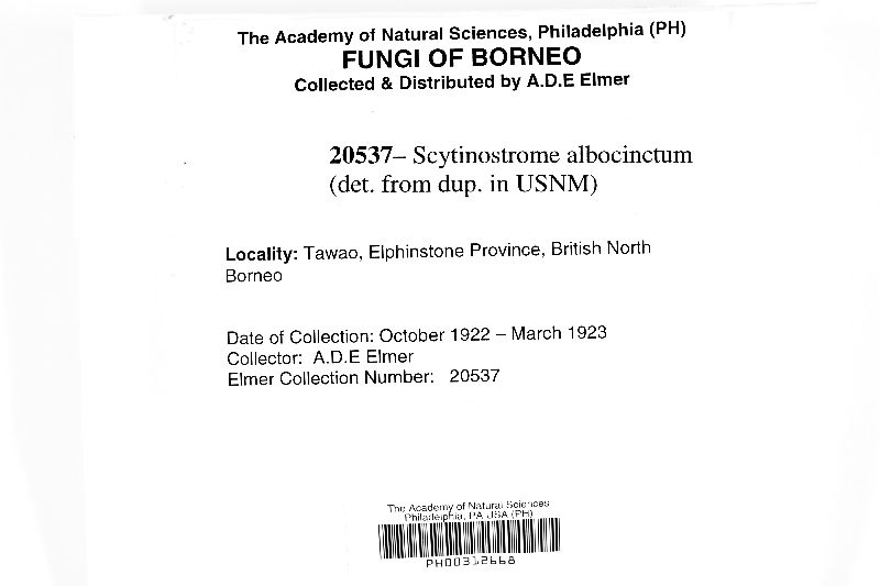 Scytinostroma albocinctum image