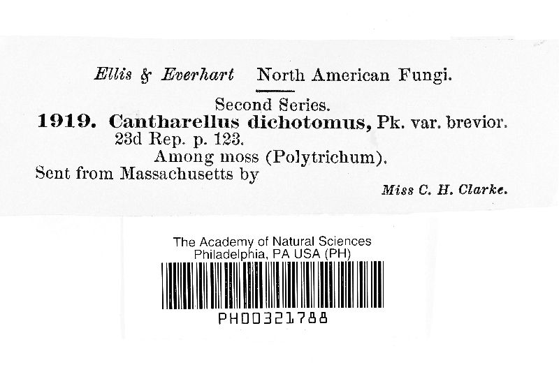 Cantharellus dichotomus var. brevior image