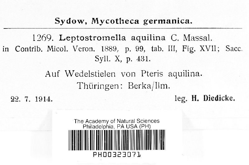 Leptostromella aquilina image