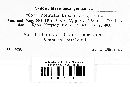 Pseudonectria buxi image