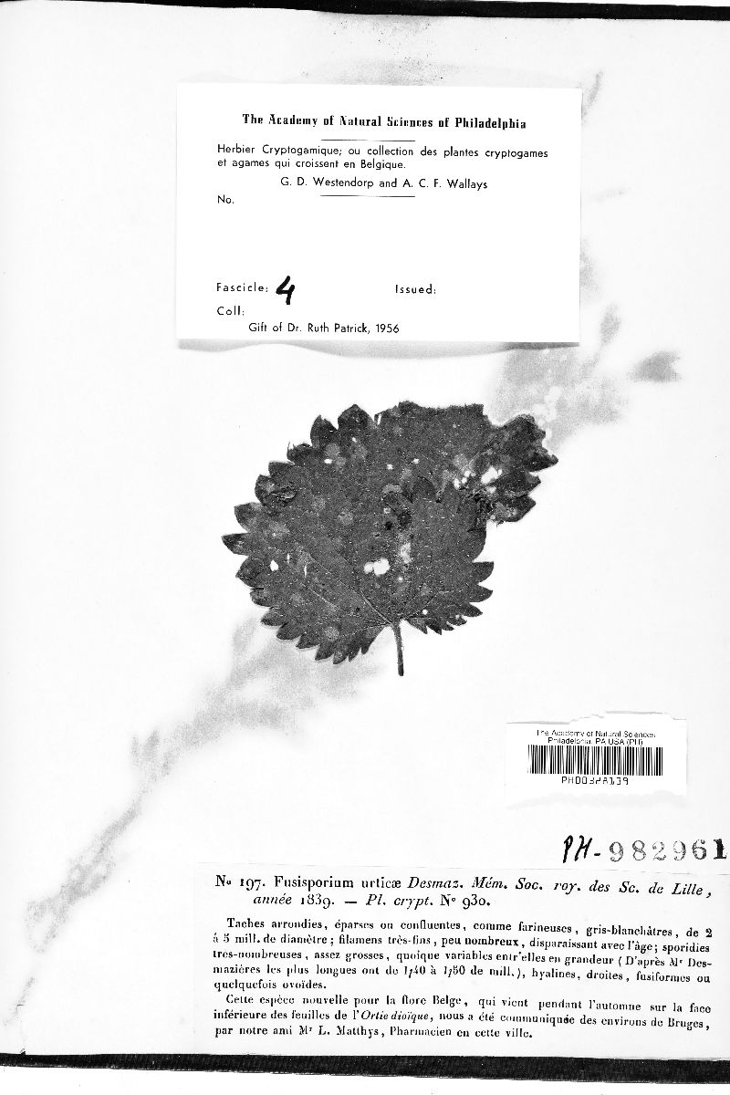 Fusisporium urticae image