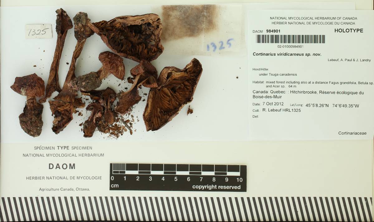 Cortinarius viridicarneus image