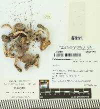 Tricholoma pseudoterreum image