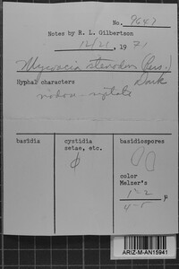 Mycoacia stenodon image