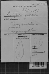Peniophora quercina image