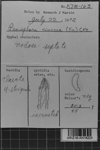 Peniophora cinerea image