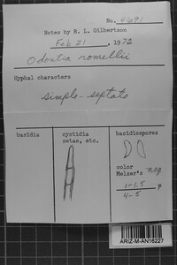 Odonticium romellii image