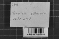 Tomentella bryophila image