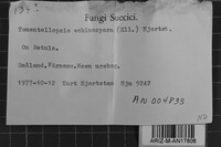 Tomentellopsis echinospora image
