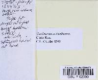 Cortinarius colombianus image