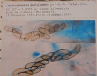 Lasiosphaeria porifera image