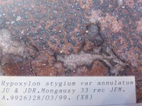 Annulohypoxylon stygium image