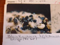 Helminthosphaeria hyphodermae image
