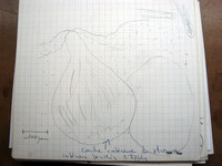 Cordyceps variabilis image