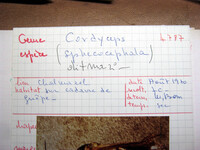 Ophiocordyceps sphecocephala image