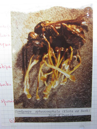 Ophiocordyceps sphecocephala image