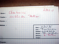 Chaetomium cochlioides image
