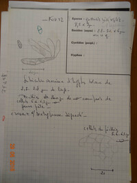 Nectriopsis mindoensis image