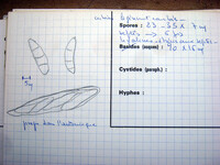 Gibberella cyanogena image