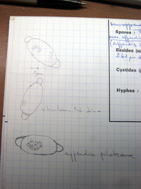 Thecotheus cinereus image