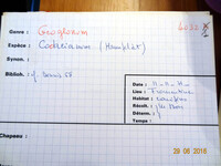 Geoglossum cookeanum image
