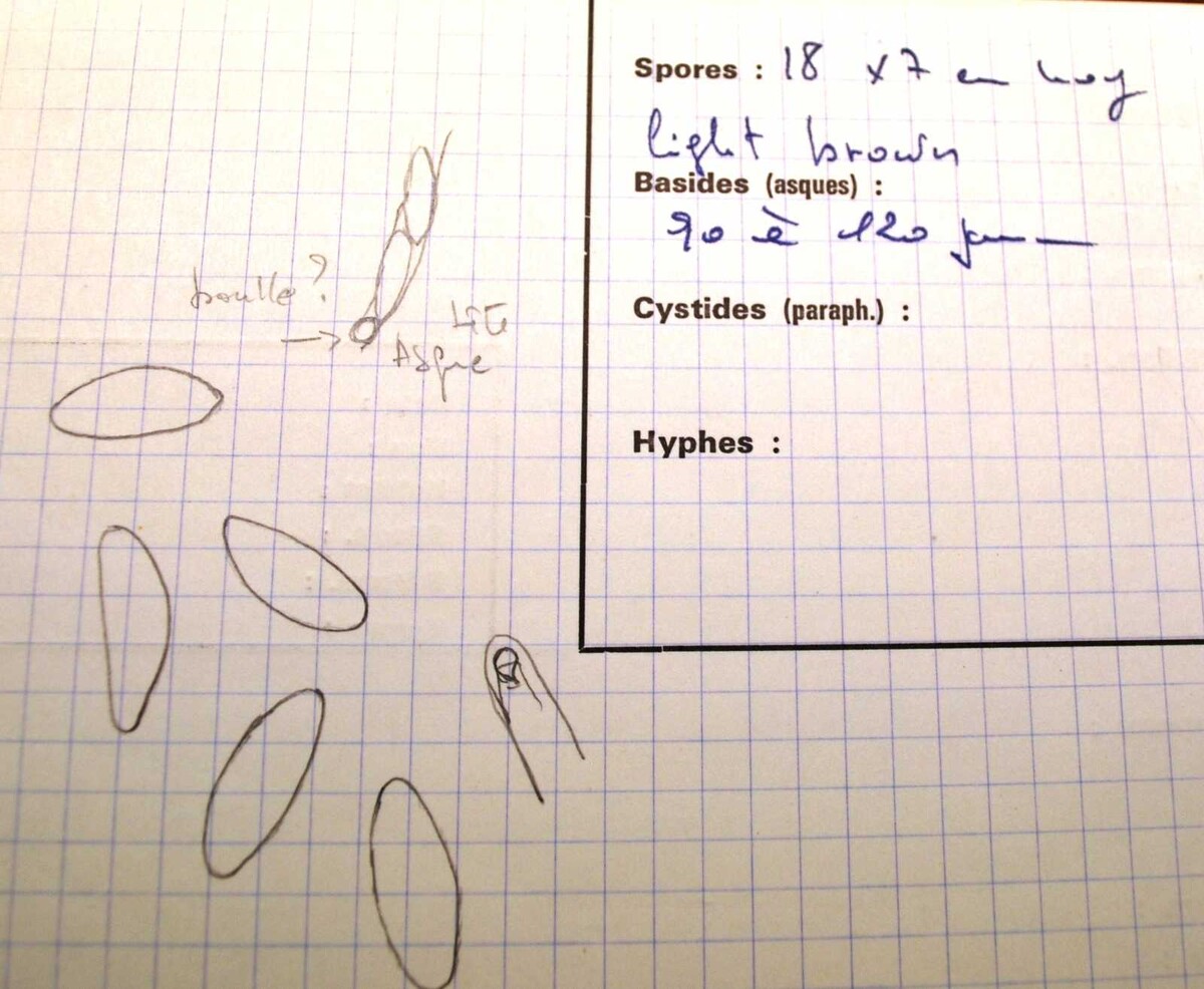 Hypoxylon cycliscum image