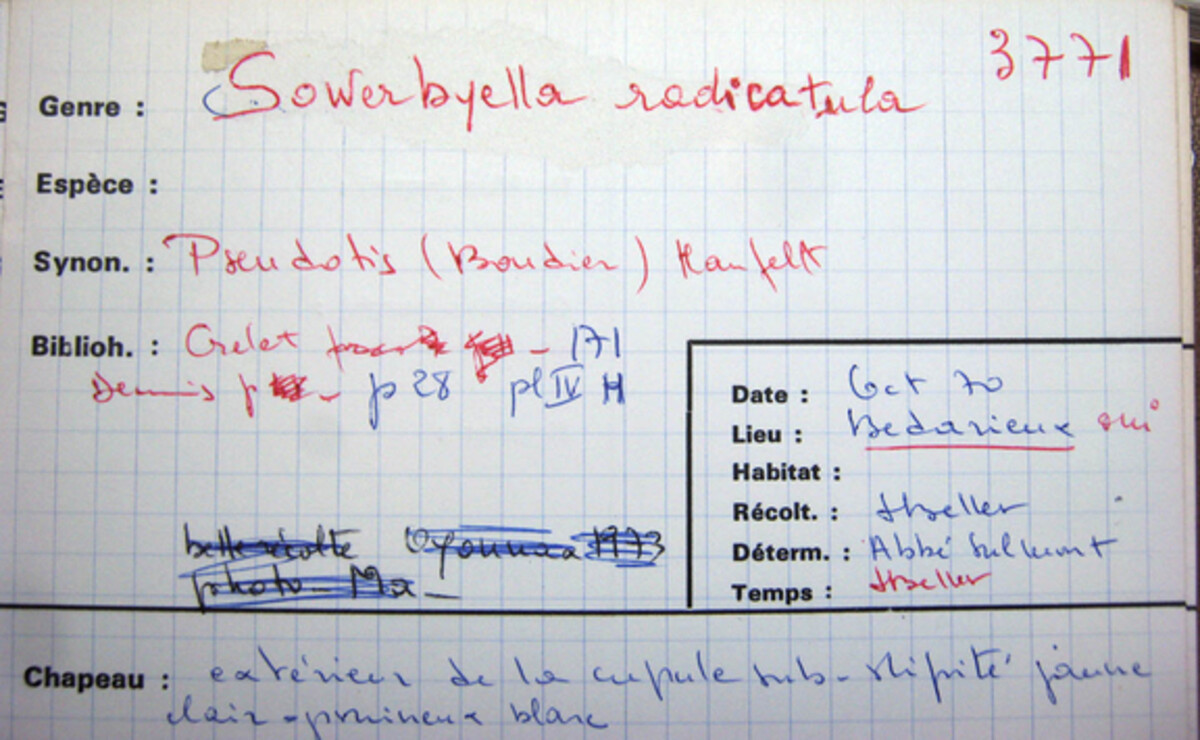 Sowerbyella radiculata var. radiculata image