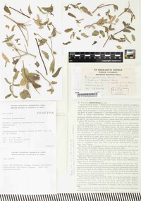 Puccinia praetermissa image
