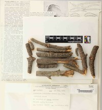 Ascocalyx asiaticus image