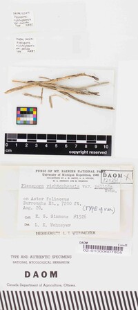 Pleospora richtophensis var. pallida image