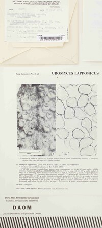 Uromyces lapponicus var. oxytropis image