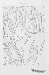Fusarium polyphialidicum image