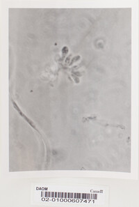 Ajellomyces crescens image