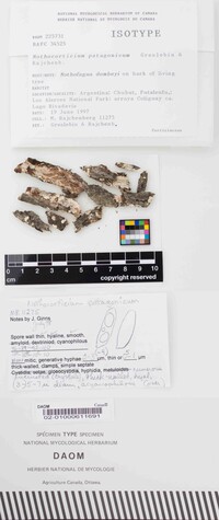 Nothocorticium patagonicum image
