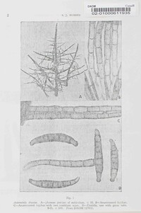 Antennatula shawiae image