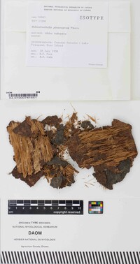 Hohenbuehelia pinacearum image