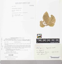 Coleosporium begoniae image