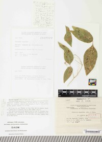 Puccinia anguriae image