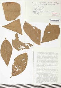 Puccinia pestibilis image