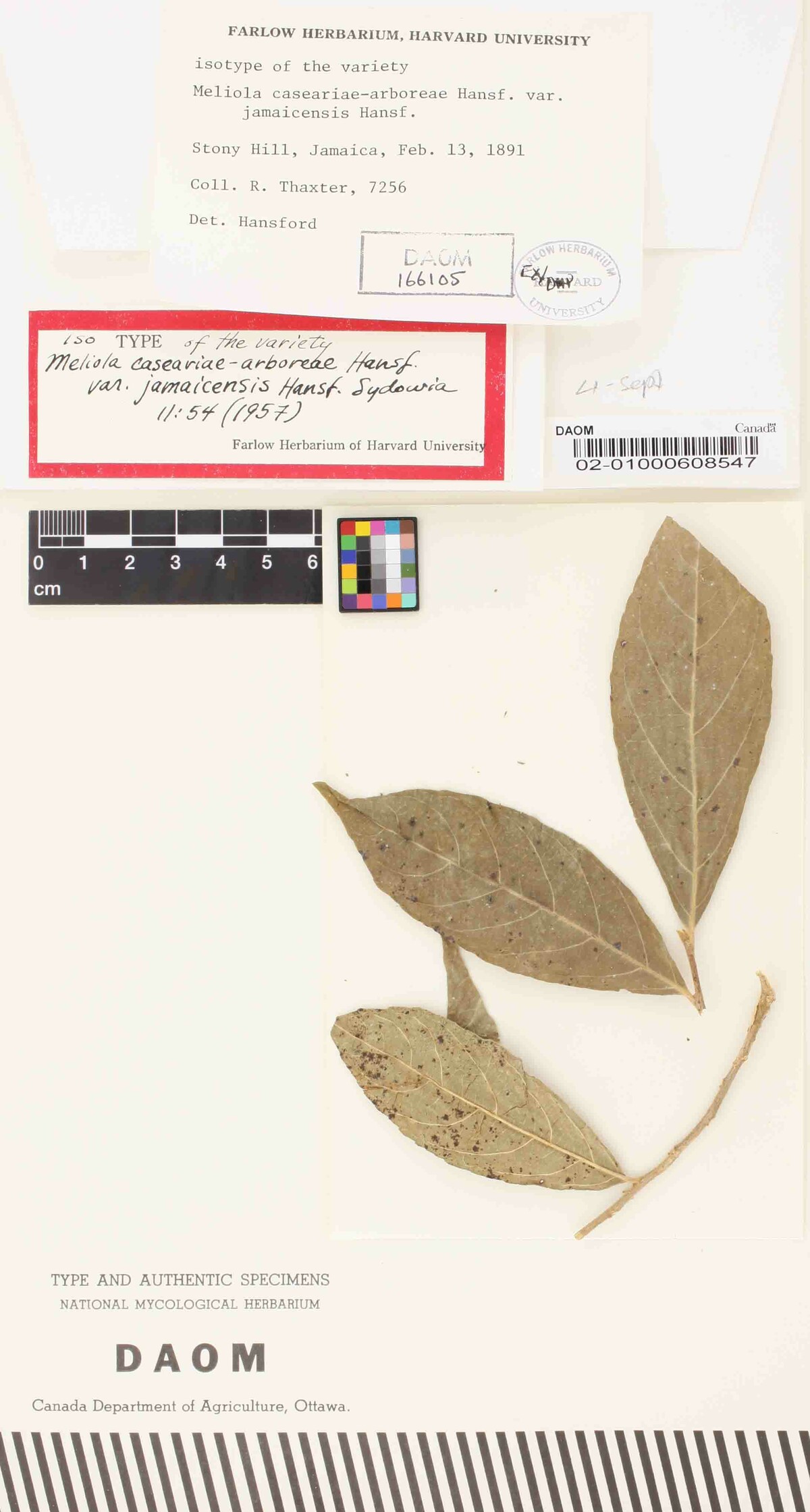 Meliola caseariae-arboreae image