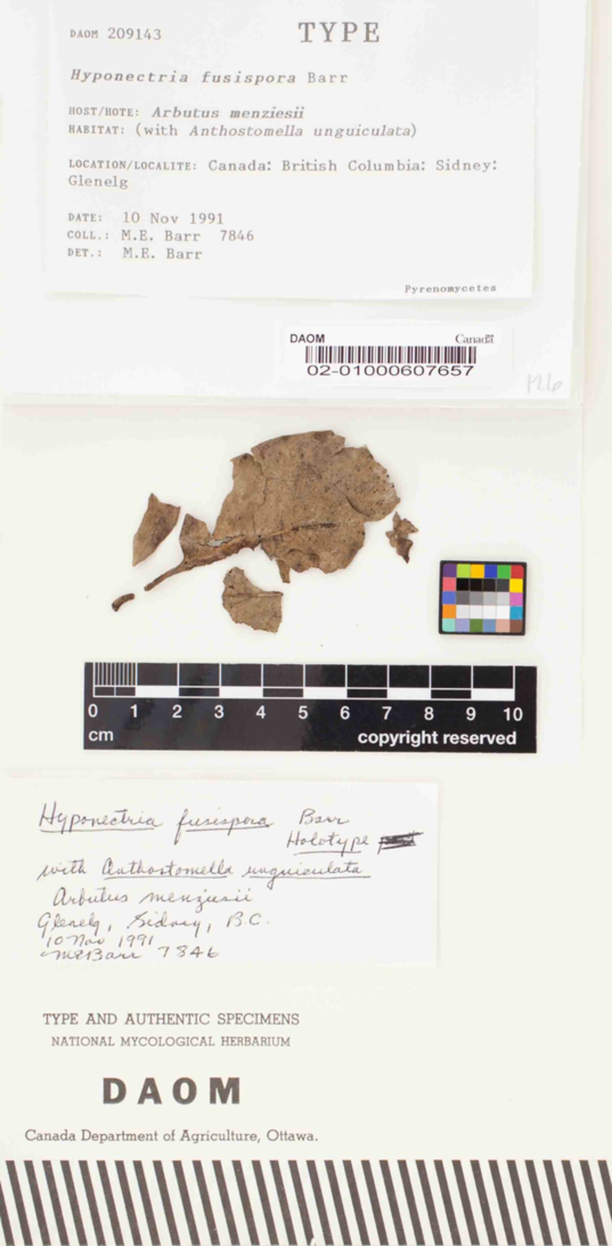 Hyponectria fusispora image