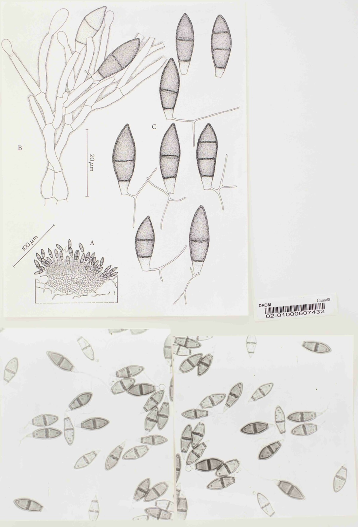 Seimatosporium rossicum image
