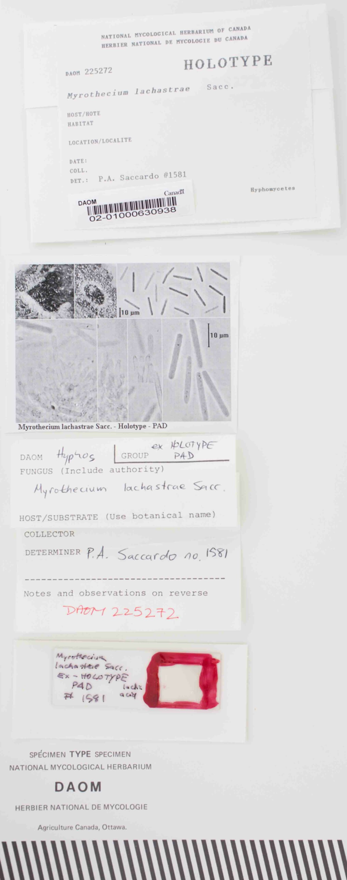 Myrothecium lachastrae image