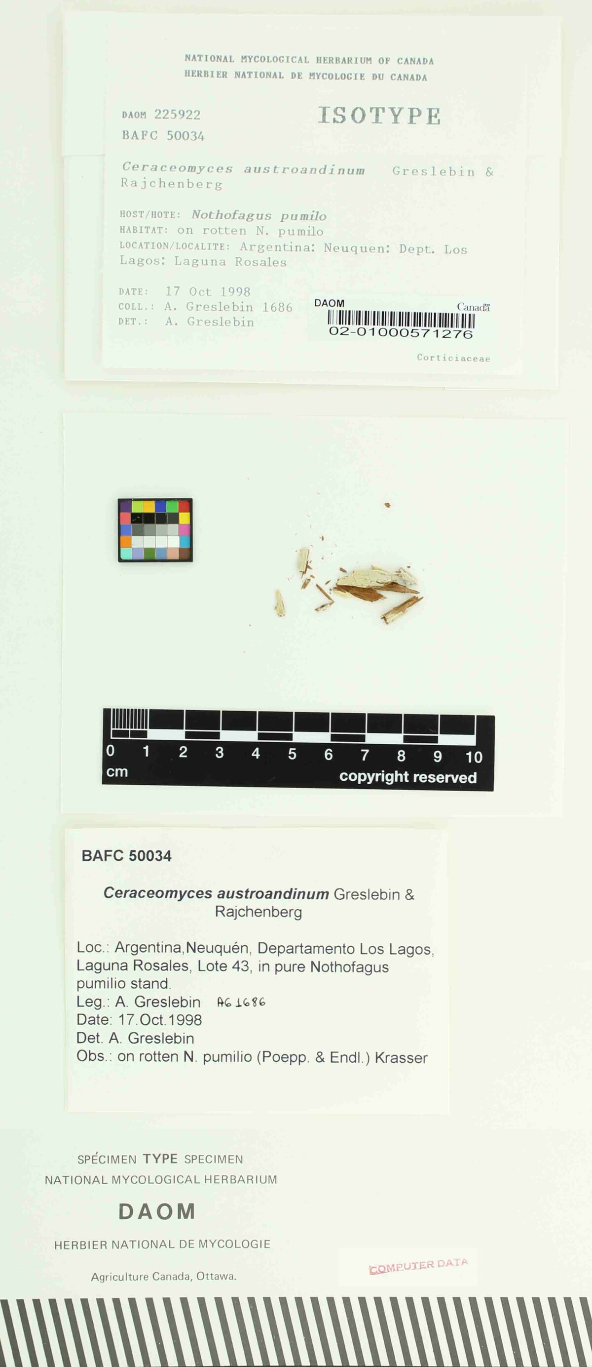 Ceraceomyces austroandinum image