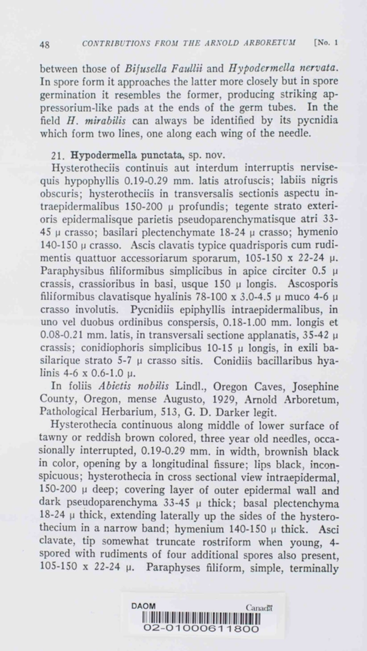 Hypodermella mirabilis image
