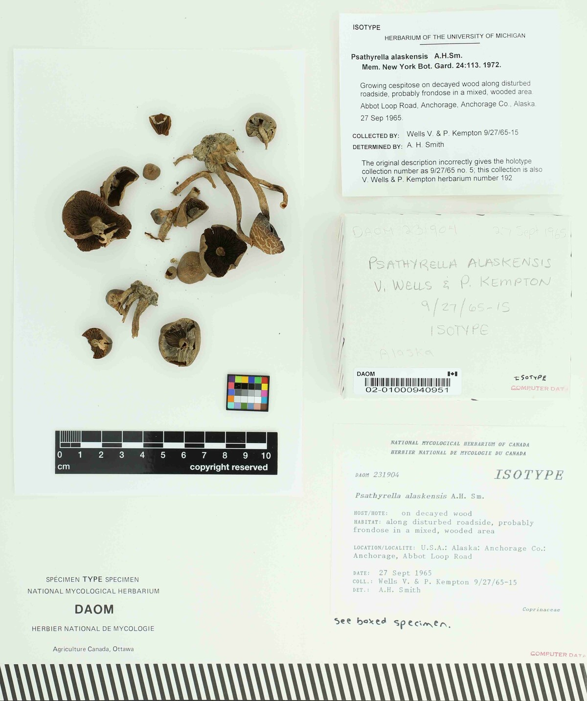 Psathyrella alaskaensis image