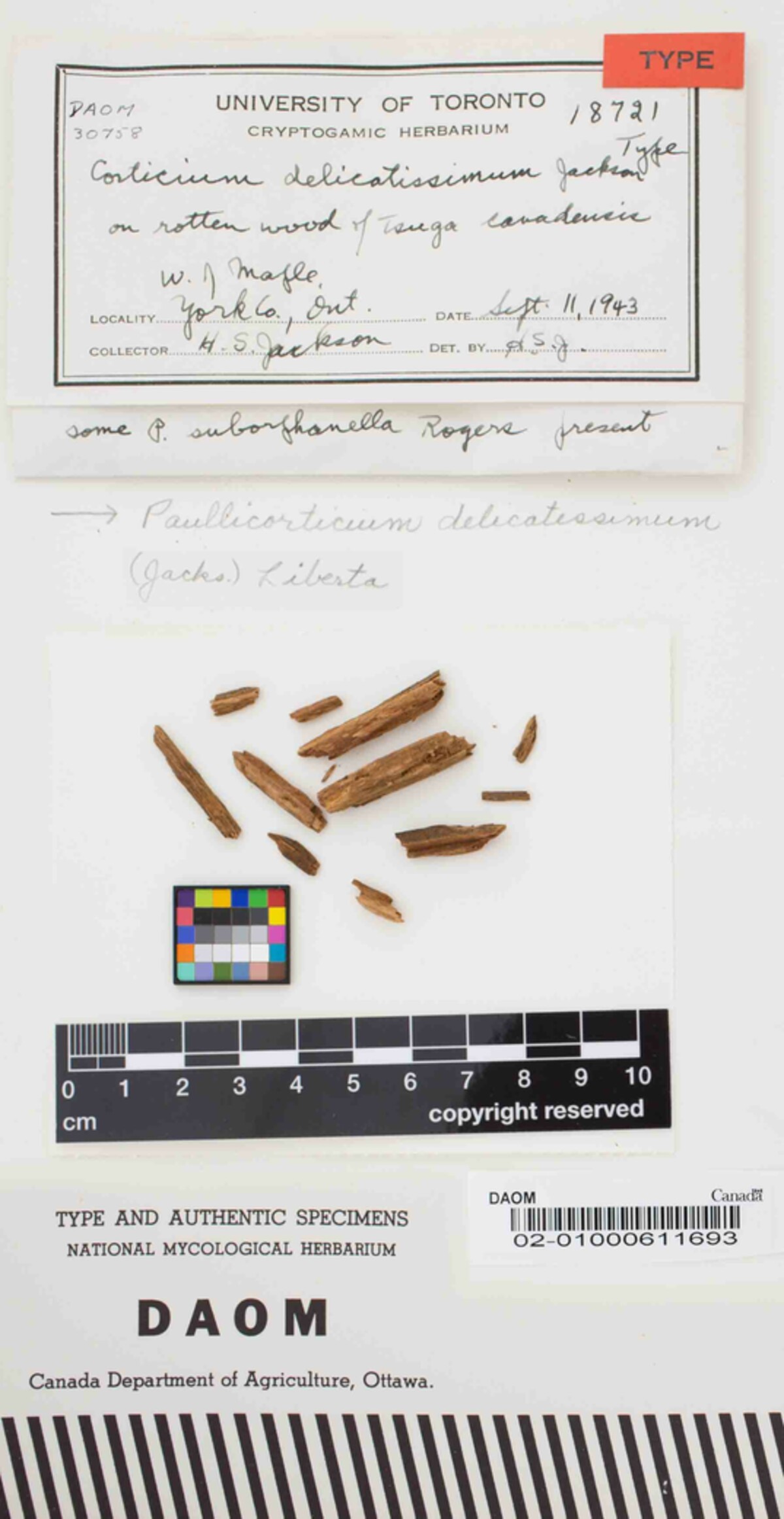 Paullicorticium delicatissimum image
