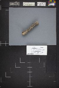 Godronia urceolus image