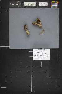 Morchella esculentoides image