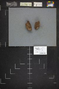 Lycoperdon umbrinum image